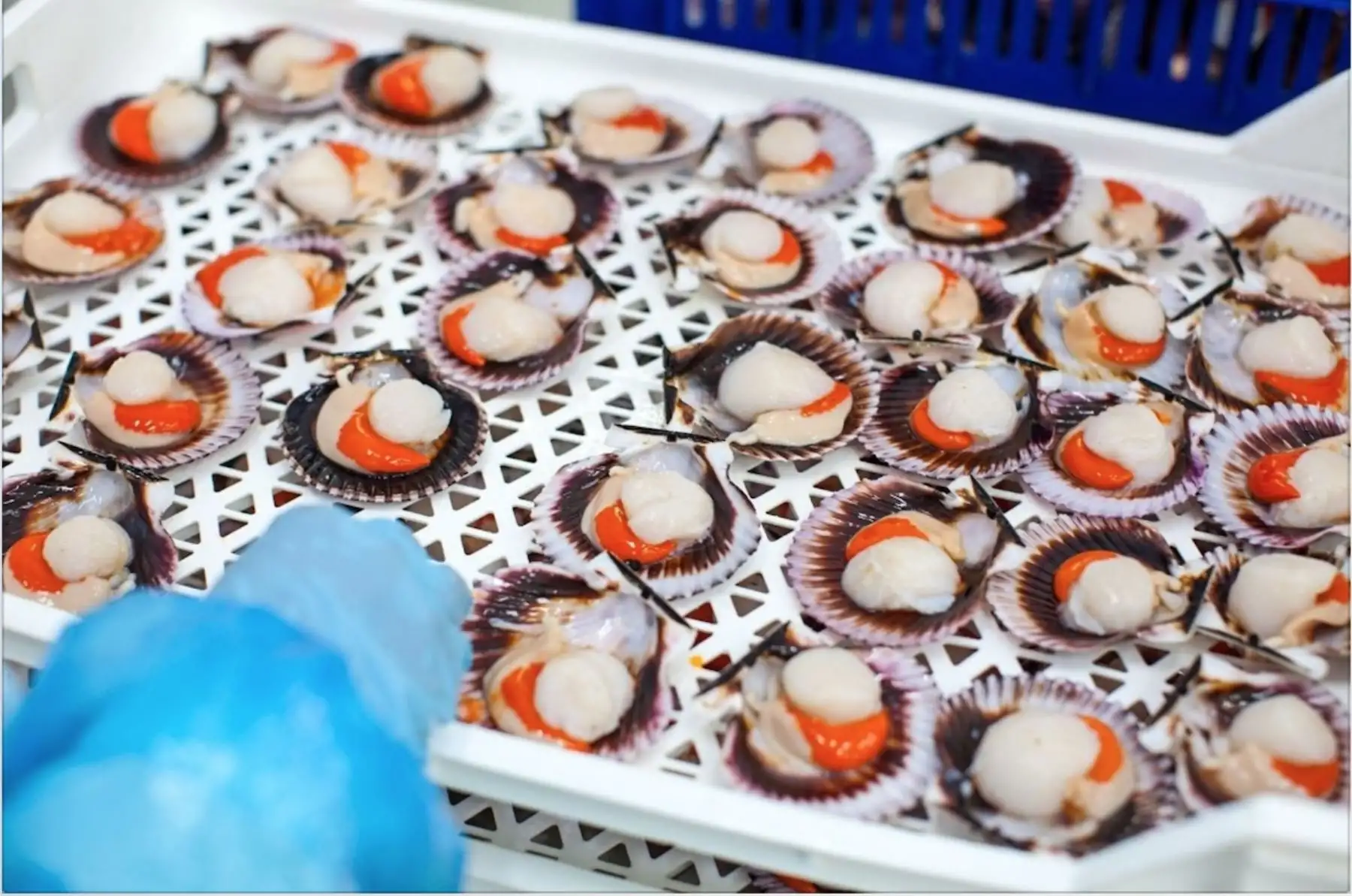 Conchas de abanico