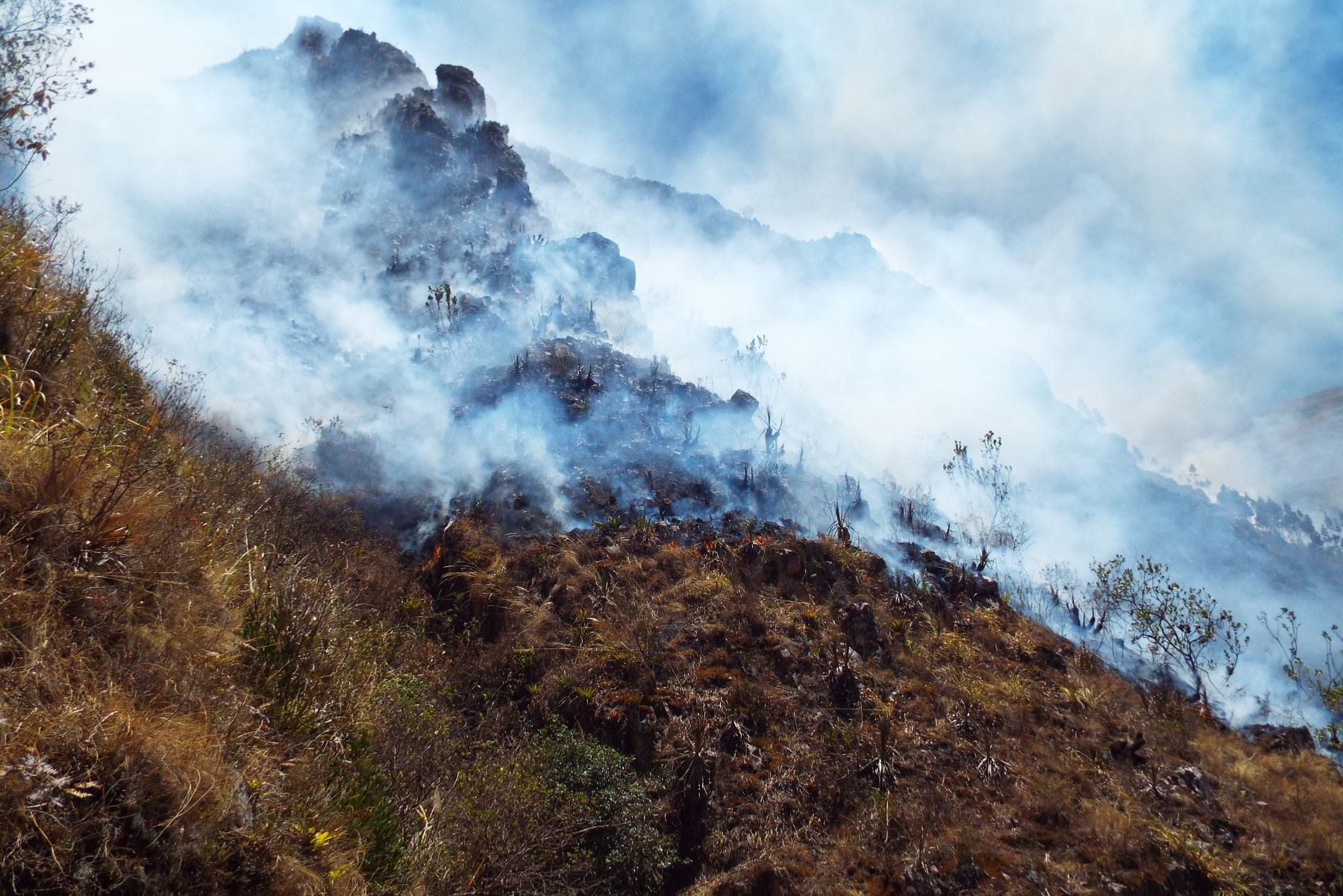 Minagri inicia proceso administrativo sancionador a presunto responsable de incendio forestal en Cajamarca. ANDINA/Difusión