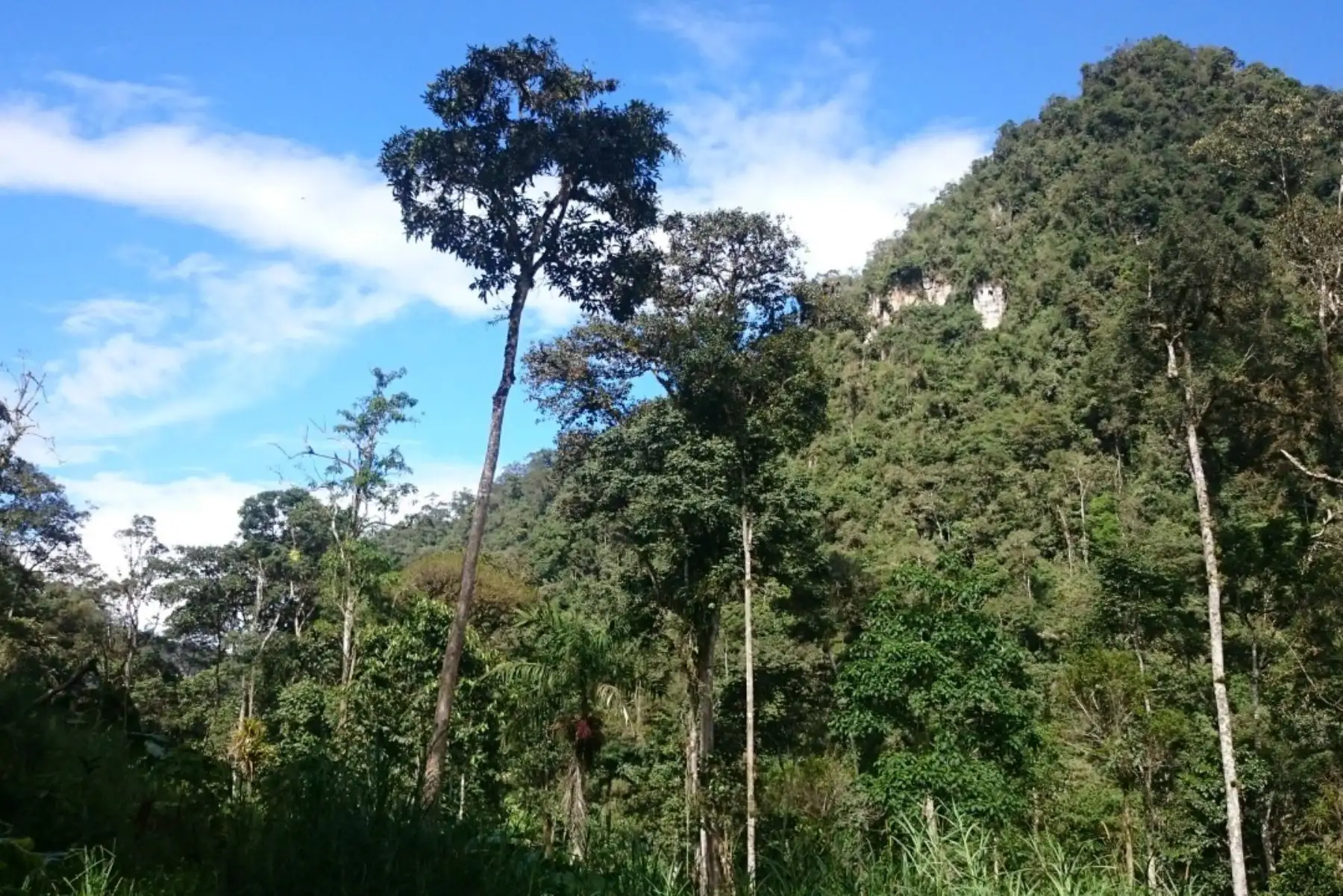 Foto: ANDINA/Difusión
