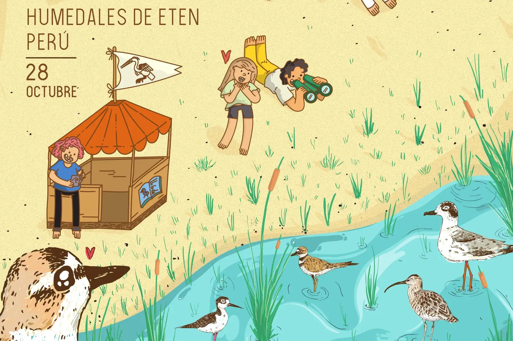 El domingo 28 de octubre se efectuará el II Festival de Aves Playeras y Humedales de Eten “Alas que nos Unen”, en el parque principal del distrito de Ciudad Eten.