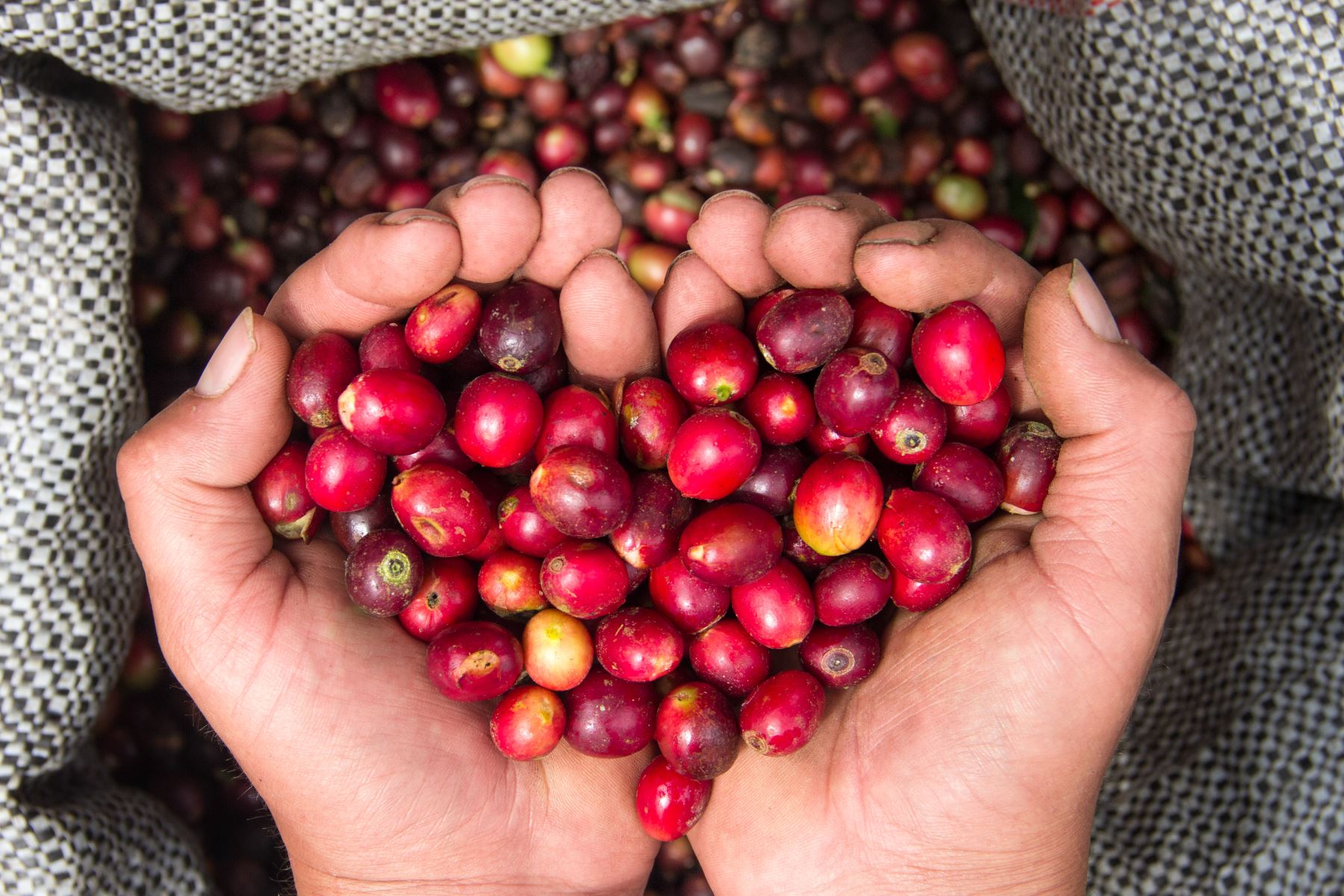 En el Día del Café peruano, cabe destacar que nuestro país cuenta con dos denominaciones de origen certificadas por el Indecopi, lo que le confiere mayores oportunidades de posicionamiento y acceso al mercado global. ANDINA/Difusión