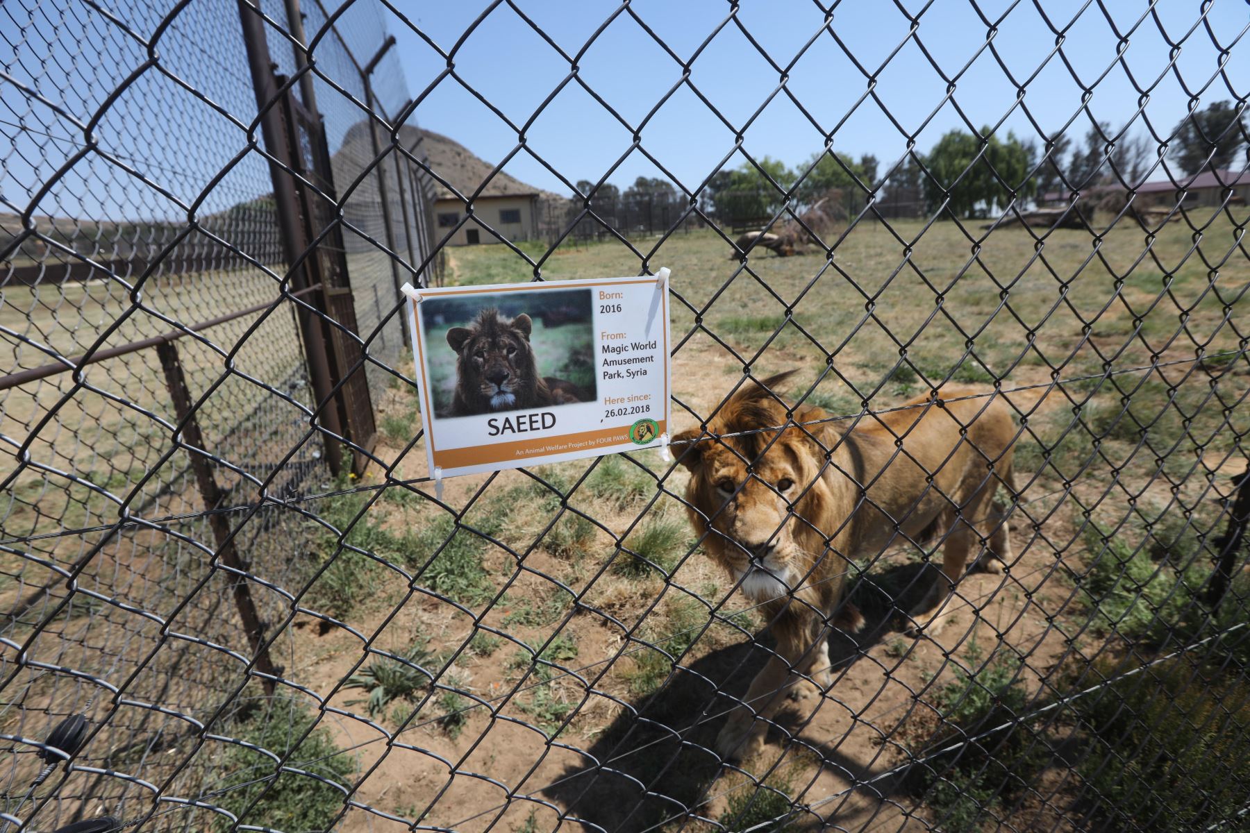 El león rescatado Saeed es fotografiado en su recinto cercado en el santuario Lions Rock Big Cat Santuary en Warden, Sudáfrica Foto: EFE