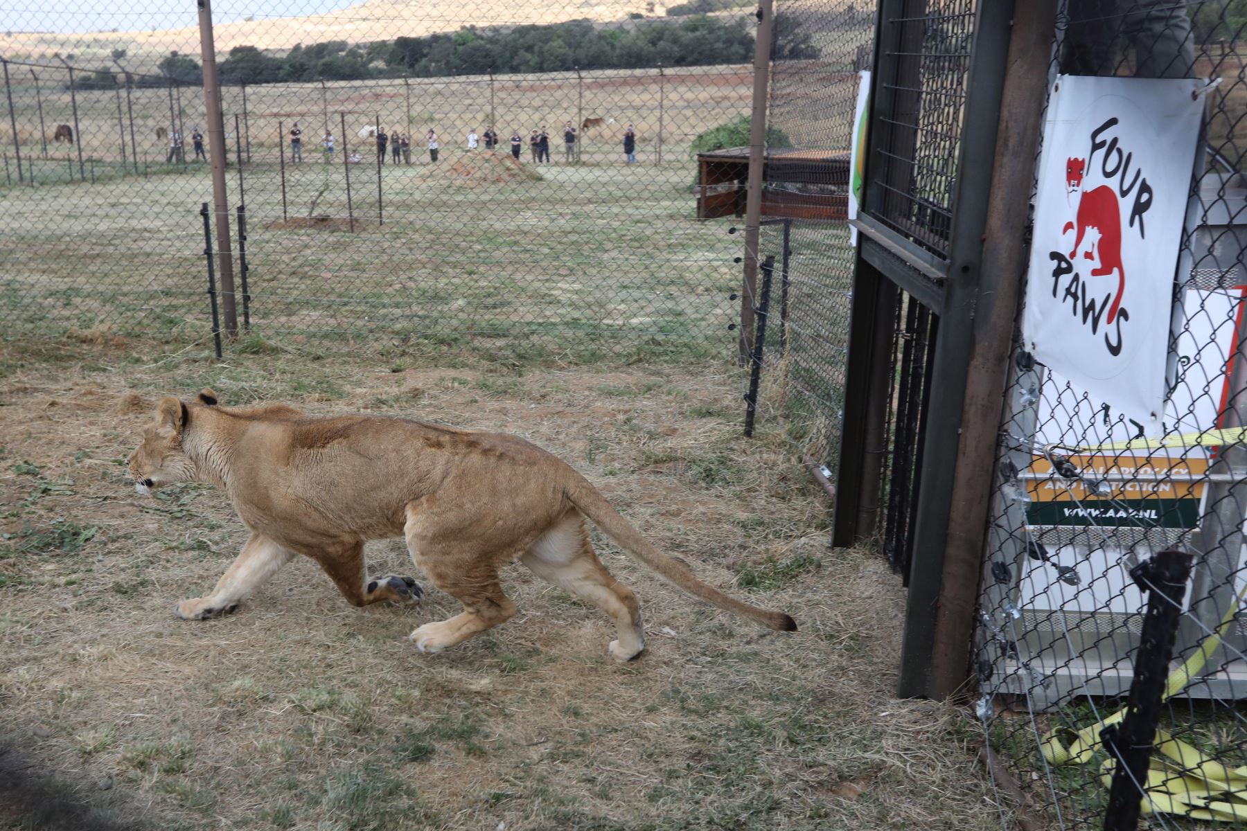La leona Nala, llegada desde España, es fotografiada en su recinto cercado en el santuario Lions Rock Big Cat Santuary en Warden, Sudáfrica Foto: EFE