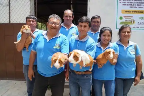 El Ministerio de Agricultura y Riego (Minagri), a través del Programa de Compensaciones para la Competitividad (Agroideas), cofinanció 33 Planes de Negocio de adopción tecnológica por un monto de 9 millones 261,307.49 soles para incorporar tecnología en la crianza de cuyes y potenciar las capacidades de 802 productores en 12 regiones de la costa, sierra y selva del país.