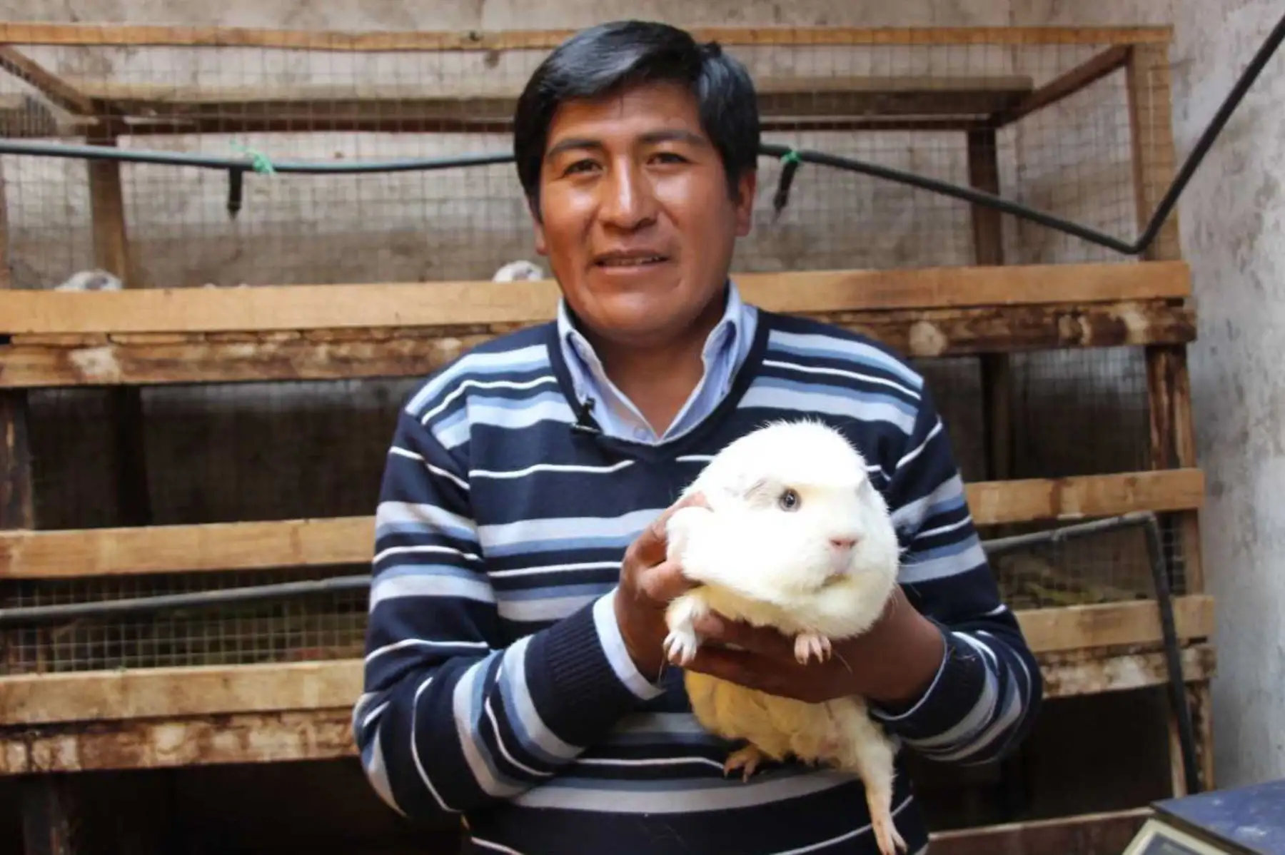 Día Nacional del Cuy: capacitan a productores de Canta para certificarse en manejo técnico.