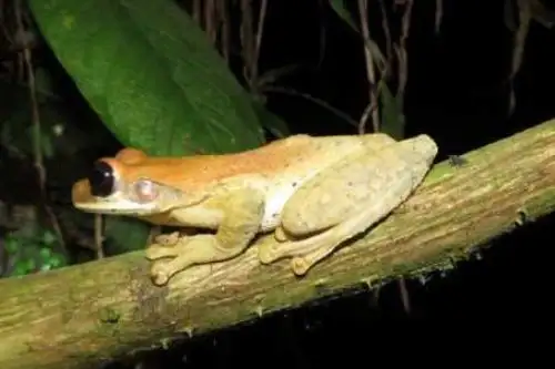 El Servicio Nacional Forestal y de Fauna Silvestre (Serfor), del Ministerio de Agricultura y Riego, junto al Gobierno Regional de San Martín aprobaron la lista consensuada de ecosistemas priorizados para la conservación de la biodiversidad con 31 ecosistemas frágiles identificados.
