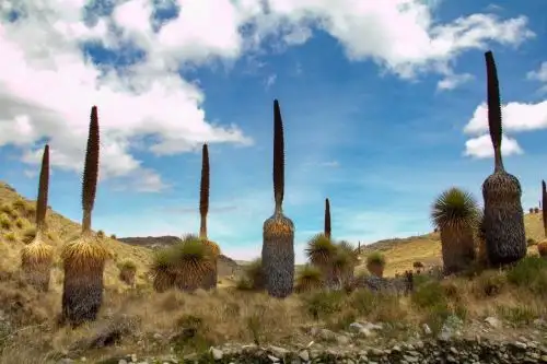 El número de ejemplares de Puya Raimondi se han incrementado significativamente en el Santuario Nacional de Calipuy, ubicado en la provincia de Santiago de Chuco, región La Libertad, reveló un reciente censo realizado por el Servicio Nacional de áreas Naturales Protegidas por el Estado (Sernanp).