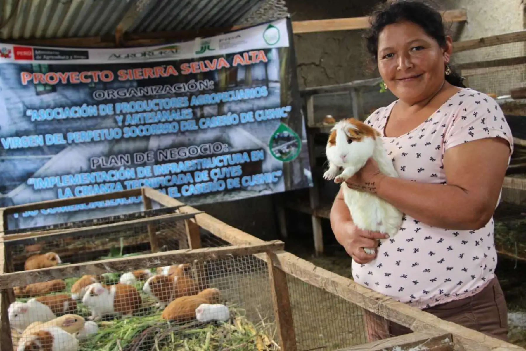 Un total de 7 millones 334,870 soles invirtió, entre los años 2015 y 2018, el Ministerio de Agricultura y Riego (Minagri), a través de Agro Rural, en el cofinanciamiento de iniciativas rurales referidos al manejo técnico productivo de la crianza de cuyes, en beneficio de 229 organizaciones de las regiones de Amazonas, Cajamarca, Lima y San Martín.