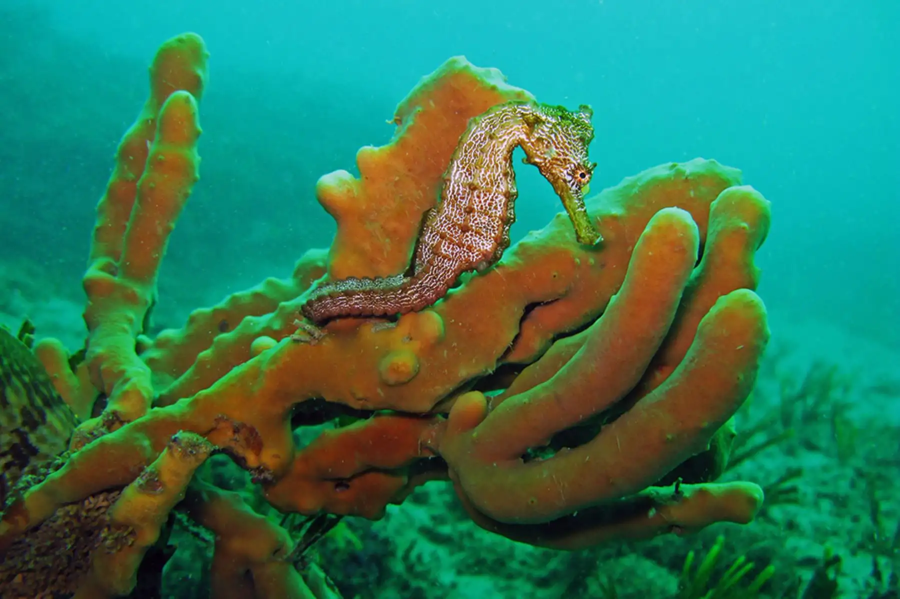 Fotografías para salvaguardar el fondo marino del Perú. ANDINA/Difusión