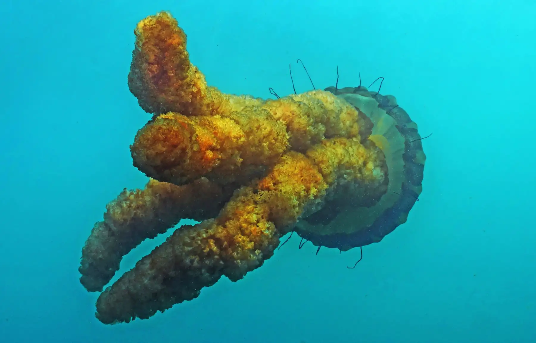 Las gigantescas medusas de aguas frías, de casi  metros en Paracas. Foto: ANDINA/Yuri Hooker