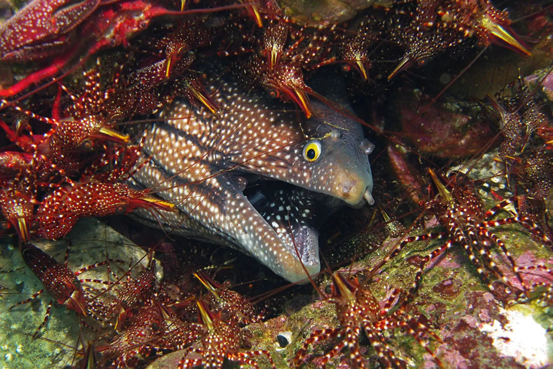 Morena rodeada de camarones, Pucusana. Foto: ANDINA/Yuri Hooker