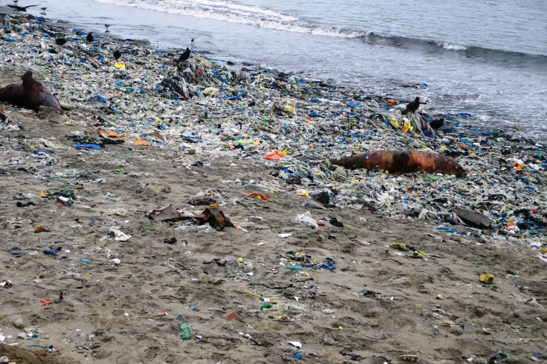 Efluentes residuales domésticos arrojados directamente al cuerpo marino de la bahía El Ferrol, sin previo tratamiento, han provocado contaminación.