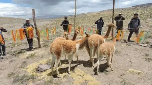 Con chaccu ponen en marcha primer plan de manejo de fibra de vicuña en la Reserva Paisajística Subcuenca del Cotahuasi, en la región Arequipa.