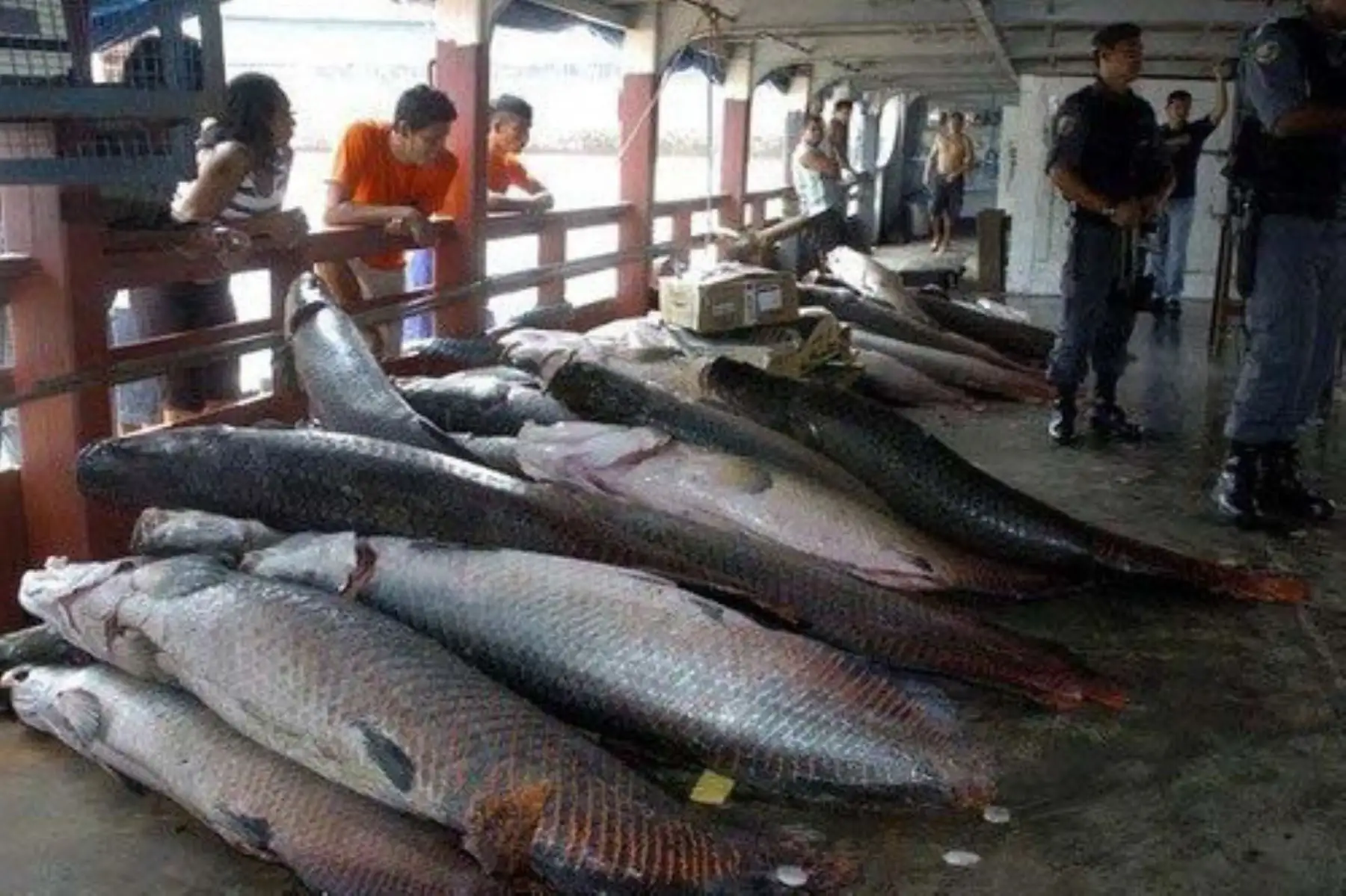 Fiscalizan comercialización de paiche en mercados de San Martín. ANDINA