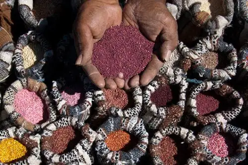 Quinua: conoce las bondades nutricionales y variedades de este superalimento peruano. ANDINA/Difusión