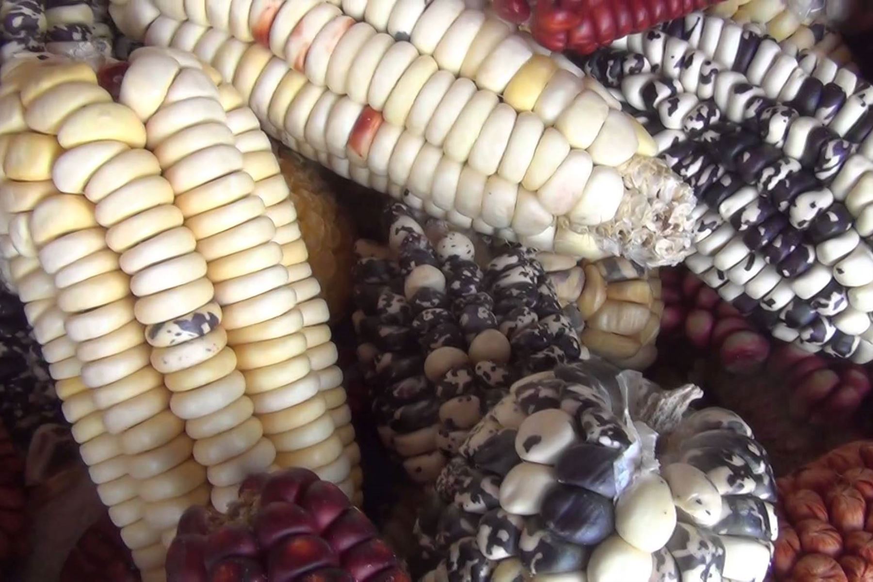 El maíz blanco gigante el Cusco es un alimento altamente energético y rico en nutrientes digestibles. Es rico en calcio, fósforo, magnesio y potasio. También posee vitaminas del complejo B, así como ácido ascórbico. ANDINA/Difusión
