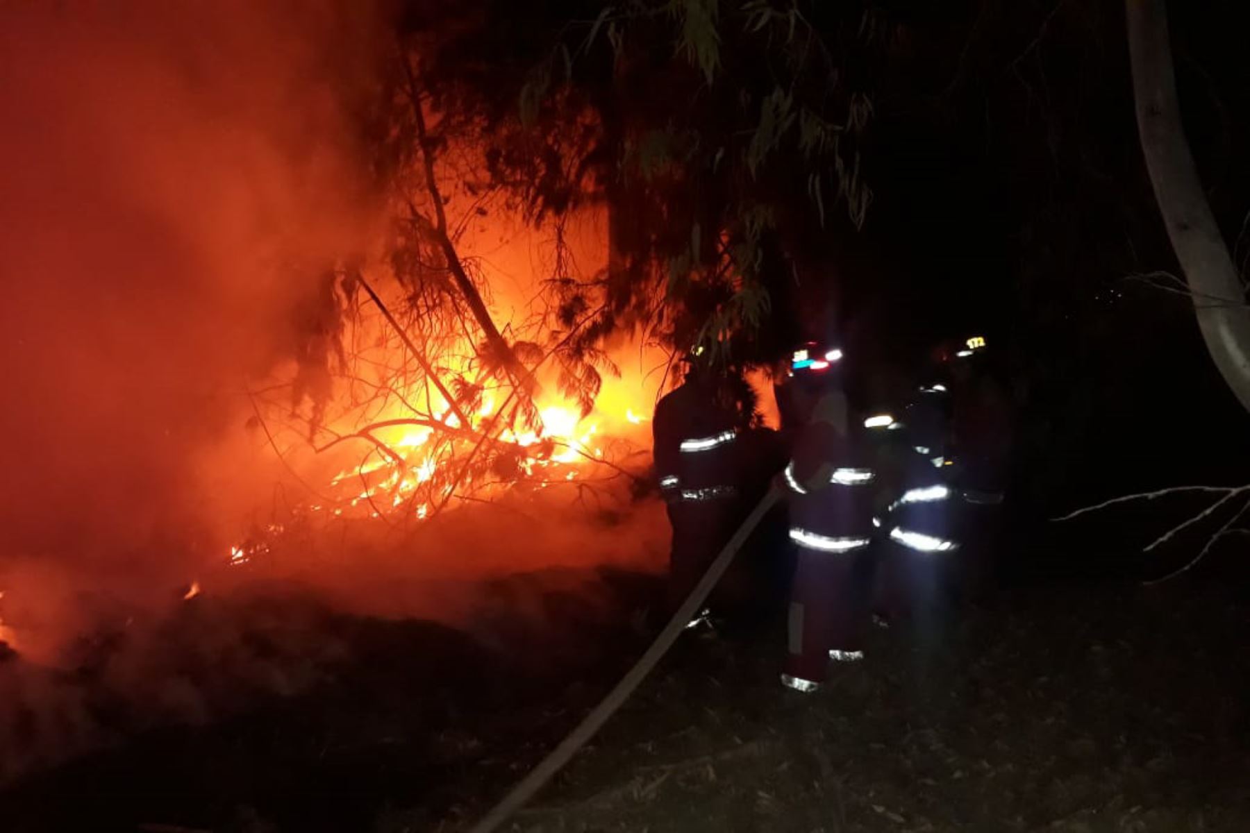 Bomberos controlan incendio en vivero forestal de Chimbote, ANDINA