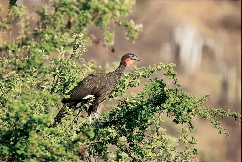 La pava aliblanca es una de las especies de fauna silvestre más amenazadas del Perú. ANDINA/Difusión