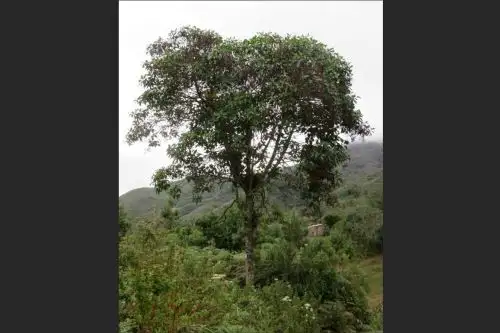 La quina, el árbol nacional de Perú libra batalla para sobrevivir. AFP