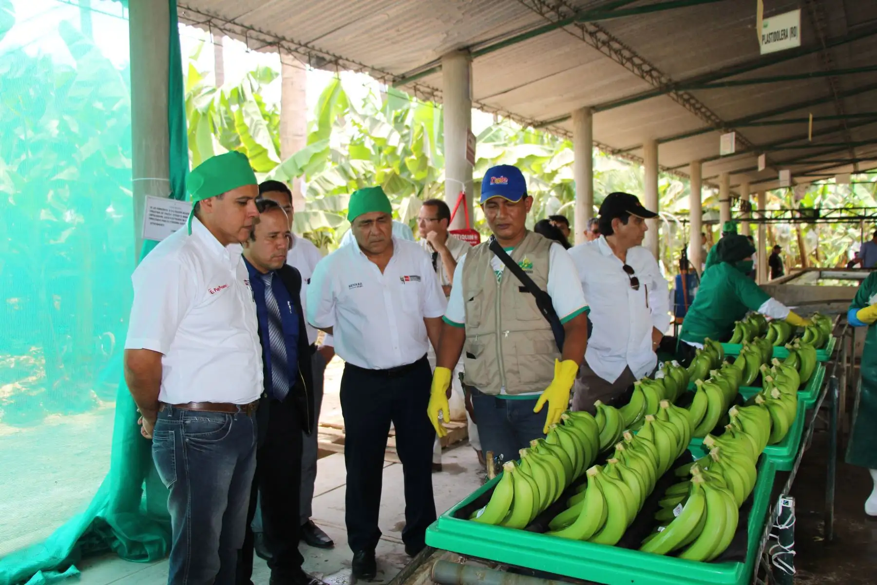 Productores de banano orgánico reciben certificación de carbono neutral, destacó ministro de Agricultura, Gustavo Mostajo. ANDINA/Difusión