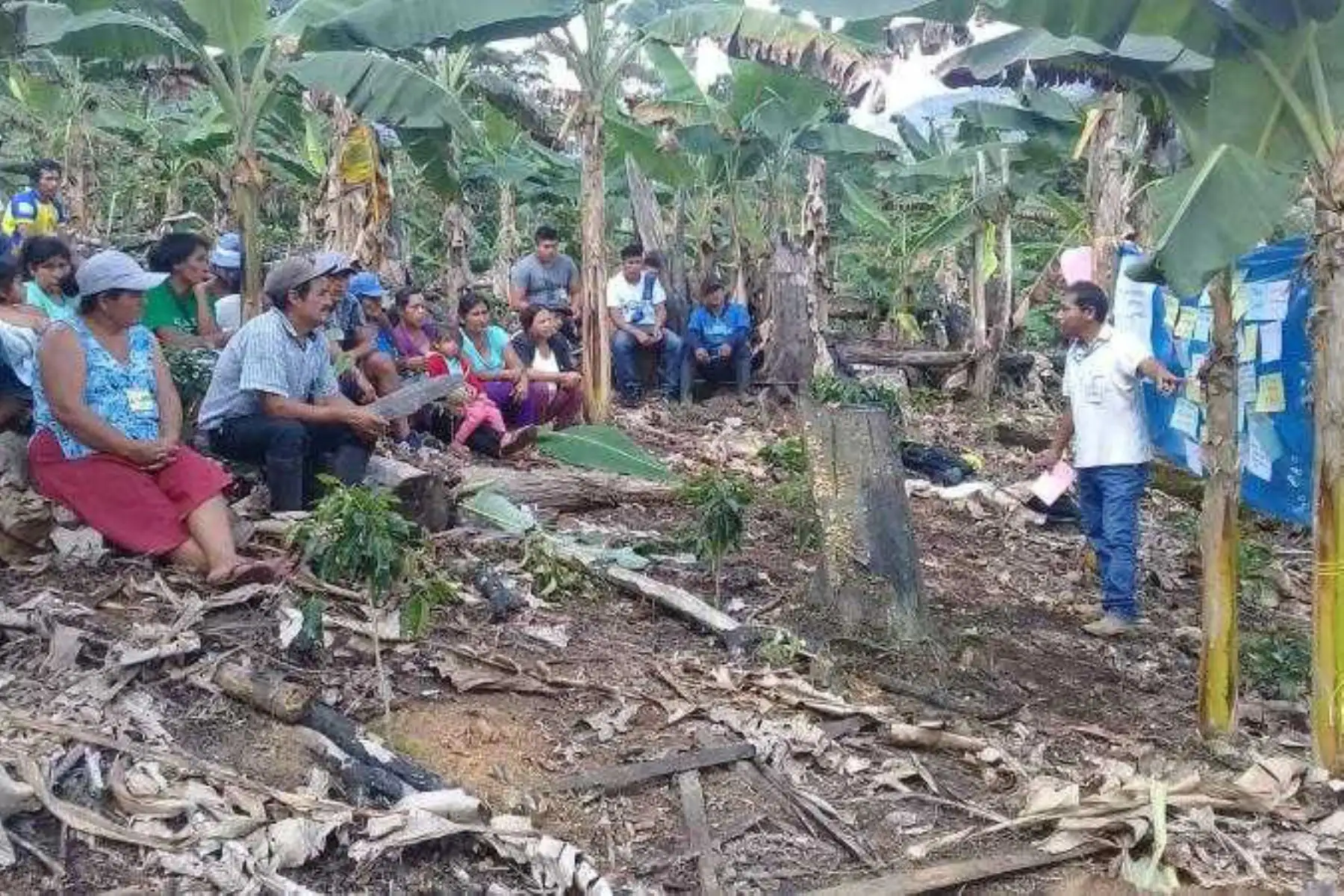 Un grupo de 120 productores de los caseríos de Metal, Shunte, Montecristo y Belén en el distrito de Shunte, en la provincia de Tocache, participan de las Escuelas de Campo de Agricultores (ECA) con el objetivo de potenciar sus conocimientos, habilidades y destrezas en el manejo técnico del cultivo de plátano.