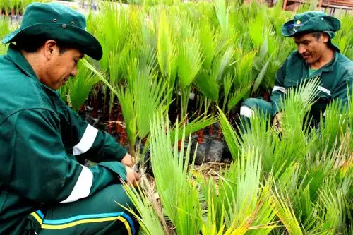 Municipalidad de Lima cumplirá con sembrar un millón de árboles a fin de año.