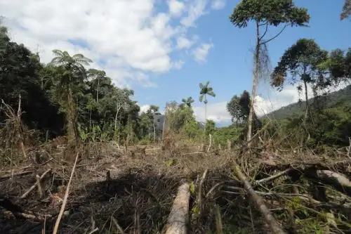 Hasta el 10 de octubre, el Poder Judicial dictó 608 sentencias a nivel nacional por delitos ambientales referidos a minería ilegal, depredación de bosques, tráfico ilegal de especies de flora, contaminación del ambiente y otros.