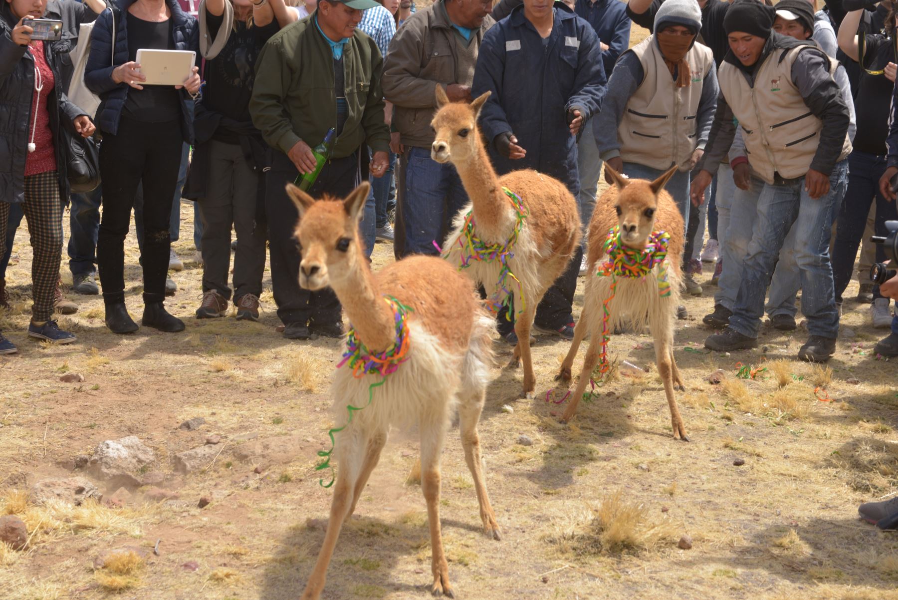 Con tradicional chaccu, se inició hoy Alpaca Fiesta en Arequipa, evento alpaquero que proyecta congregar a 5,000 asistentes de 19 países de los cinco continentes. Foto: ANDINA/Difusión. ANDINA/Difusión