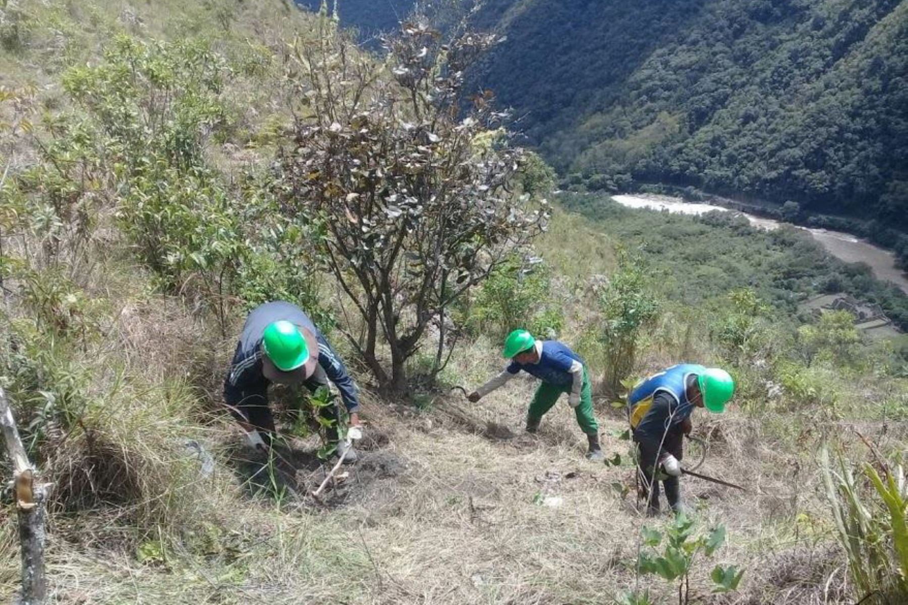 Recuperan zonas afectadas por incendios forestales en Machu Picchu, ANDINA/Percy Hurtado