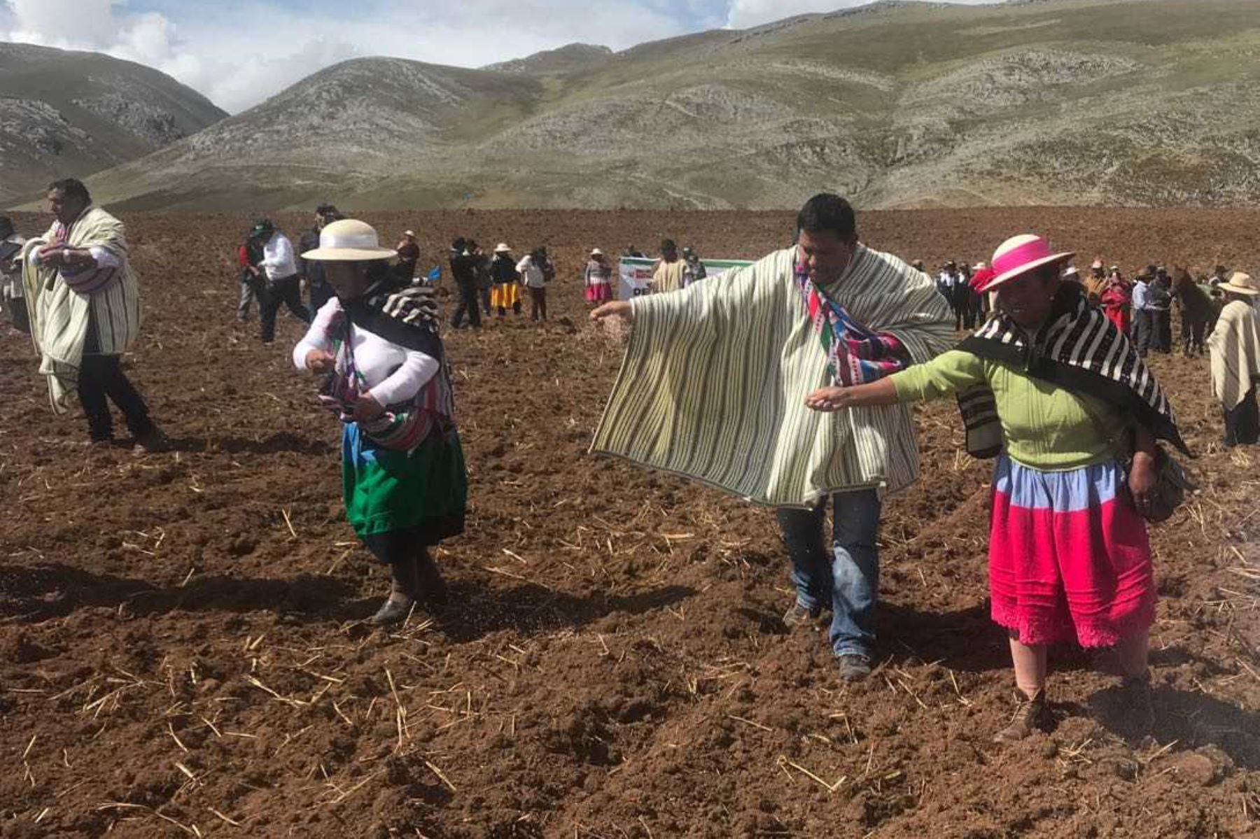 Minagri inicia Campaña de Siembra de Pastos en beneficio de 3,000 productores ganaderos
