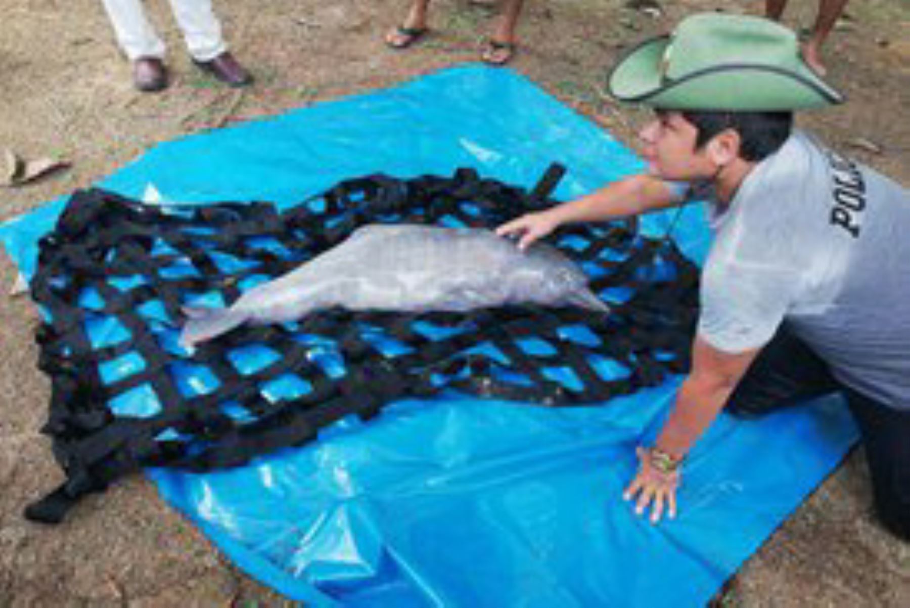 Policía rescata a delfín rosado atrapado en poza en Loreto. ANDINA/Difusión