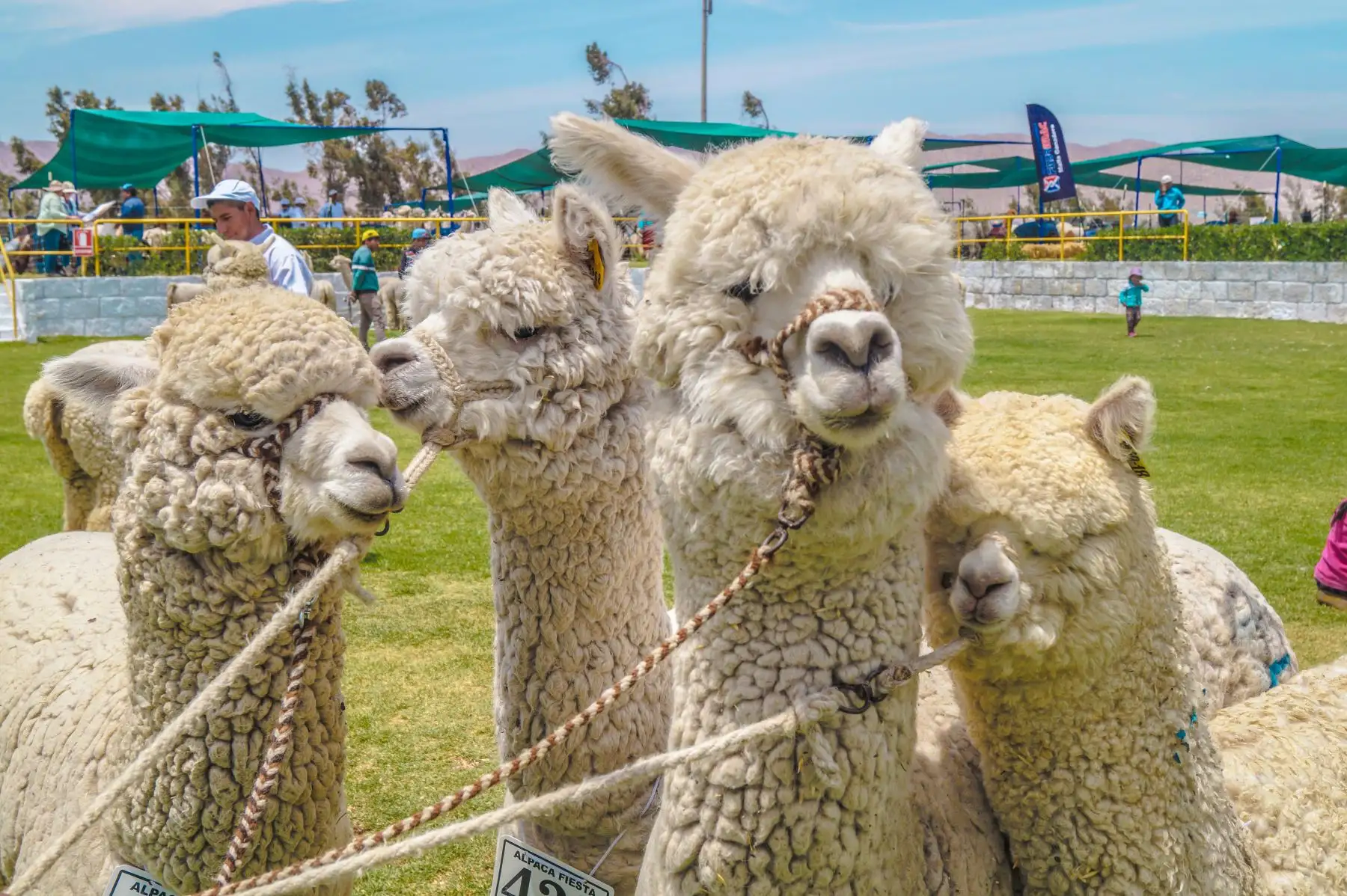 Alpacas. Foto: ANDINA/Difusión