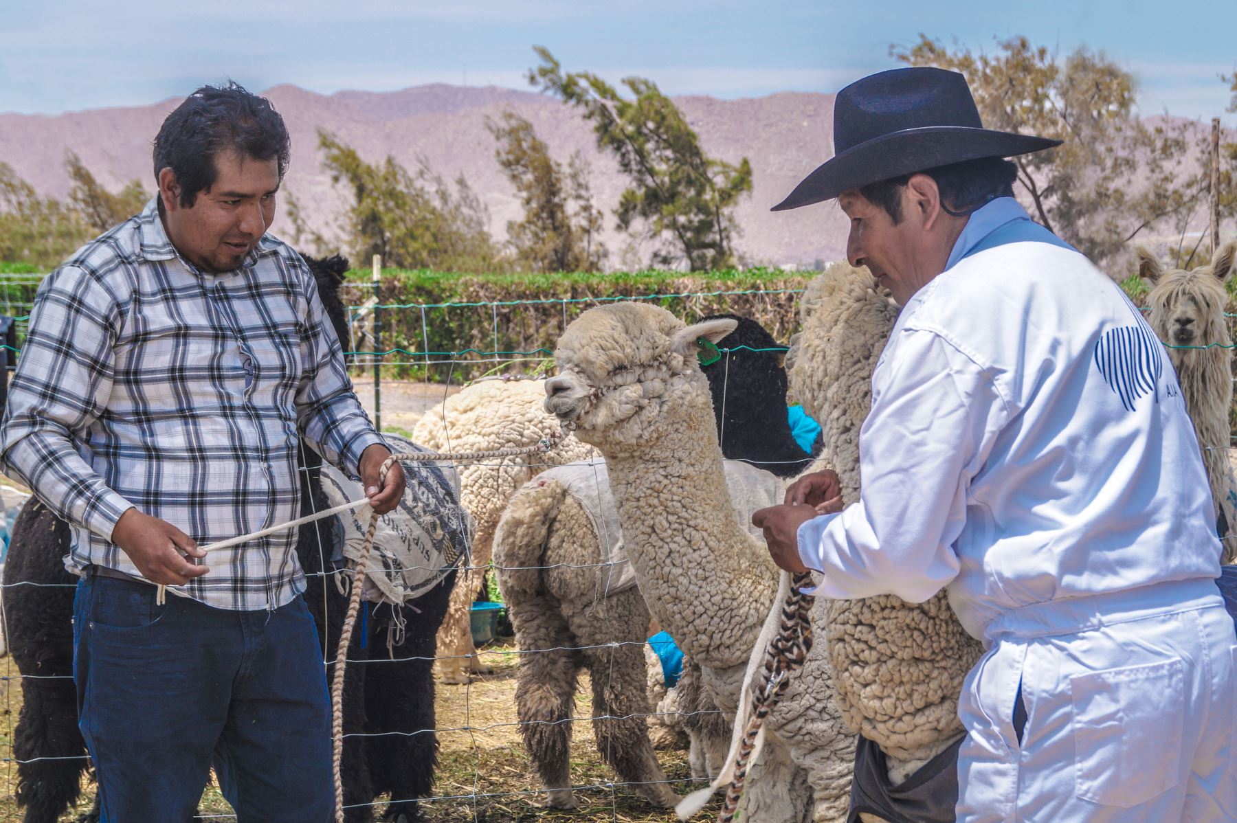 Ministerio de Agricultura otorgará, a través de Agrobanco, créditos a productores de fibra de alpaca y vicuña de Arequipa y Puno. ANDINA/Archivo
