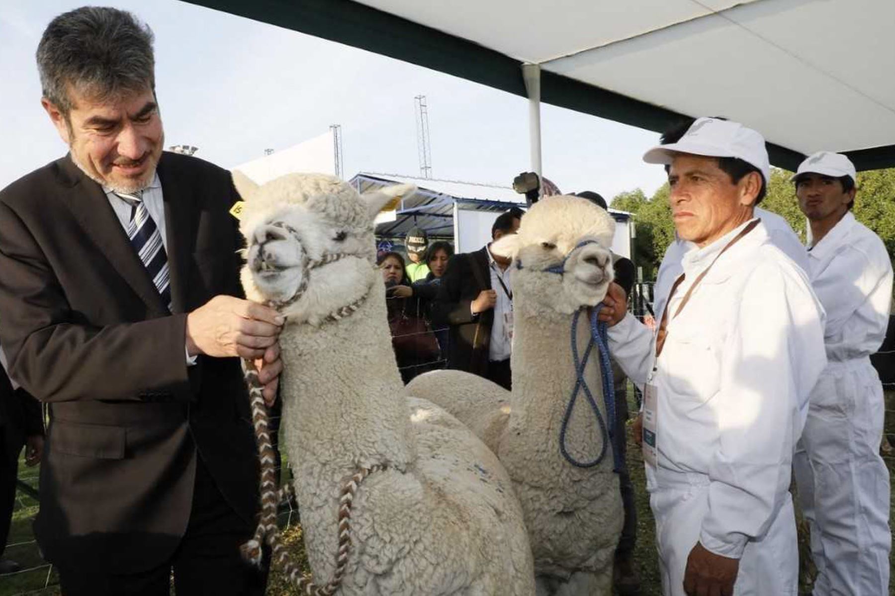El ministro de Comercio Exterior y Turismo, Rogers Valencia, sostuvo que el 80% de la población mundial de alpacas se encuentra en el Perú