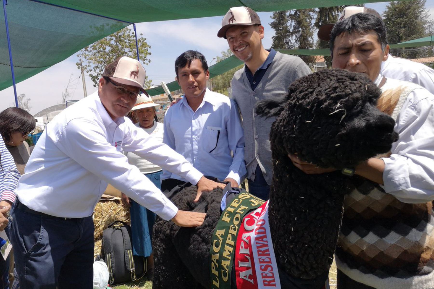 Durante Alpaca Fiesta, desarrollada en la ciudad de Arequipa, el Minagri condecoró a 5 productores en reconocimiento a sus buenas prácticas de mejoramiento genético de la alpaca y por su esfuerzo y contribución al desarrollo de la ganadería nacional.
