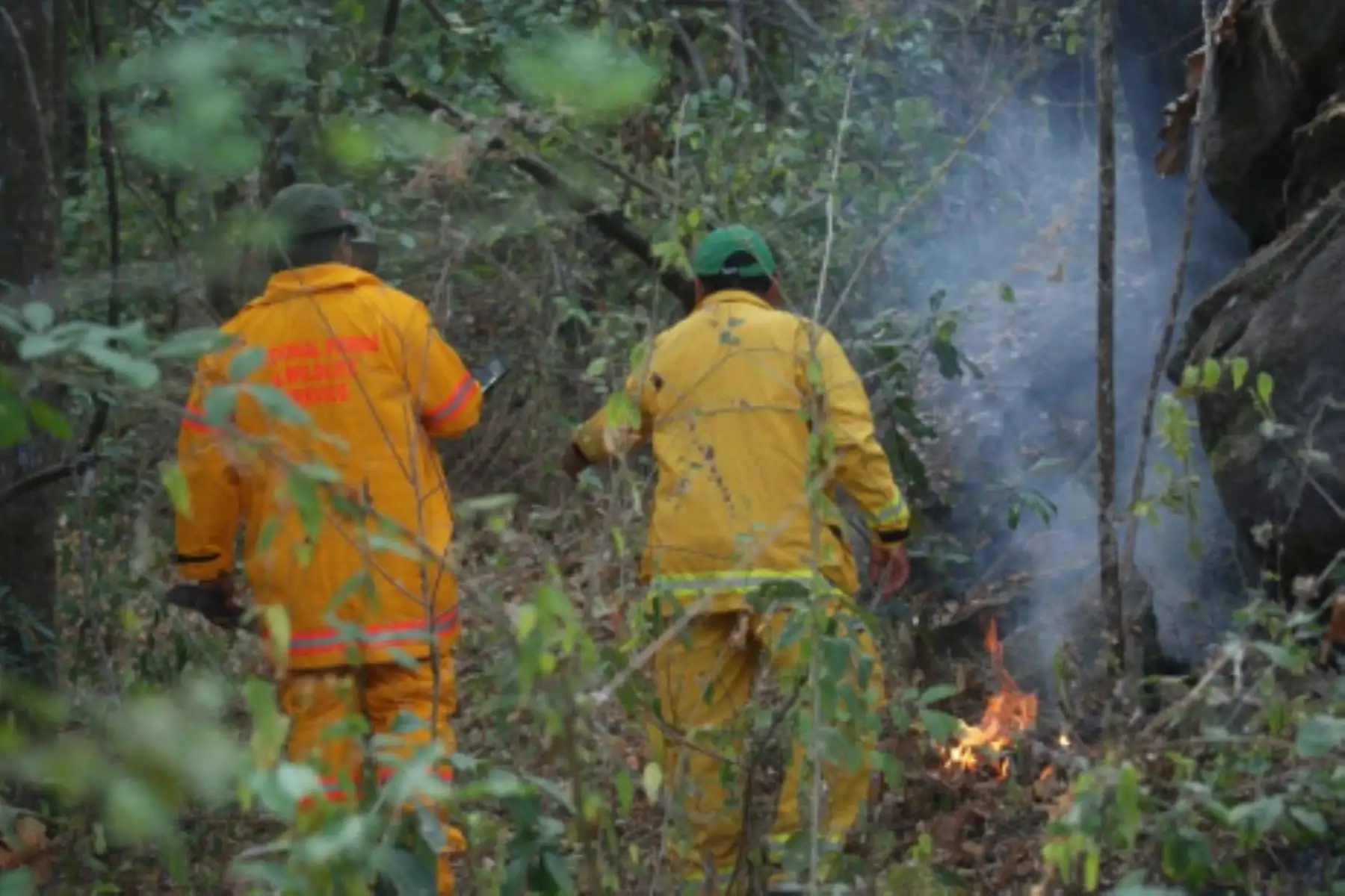 Incendio forestal en el distrito de Pampas de Hospita, región Tumbes, ha afectado, hasta el momento, 300 hectáreas de cobertura natural.
