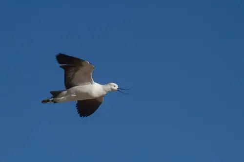 Ave avoceta, una de las especies que surca el valle del Colca. Foto: ANDINA/imágenes proporcionadas por el autor del libro "Aves en el Colca", Pedro Allasi.