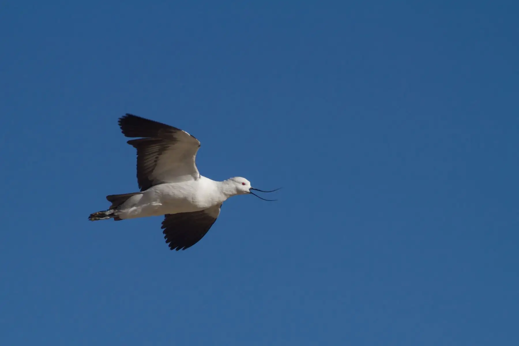Ave avoceta, una de las especies que surca el valle del Colca. Foto: ANDINA/imágenes proporcionadas por el autor del libro "Aves en el Colca", Pedro Allasi.