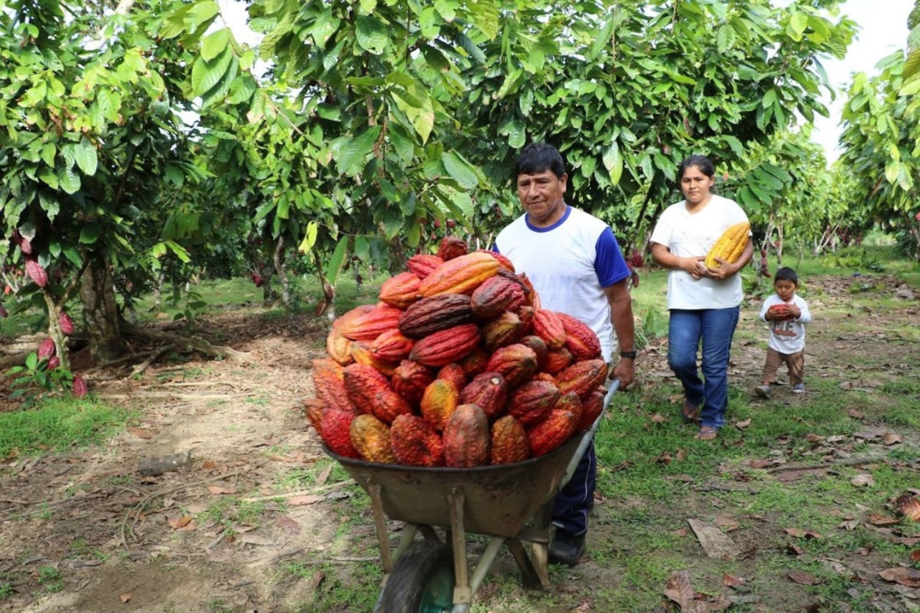 Conoce a Vicente Apaza, el minero que cambió el oro por el cacao. ANDINA