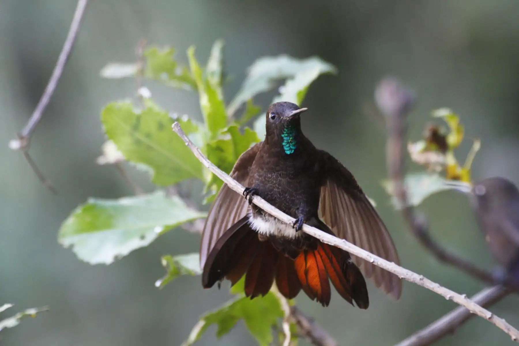 Ave colibrí negro. Foto: ANDINA/fotos proporcionadas por el autor del libro Pedro Allasi