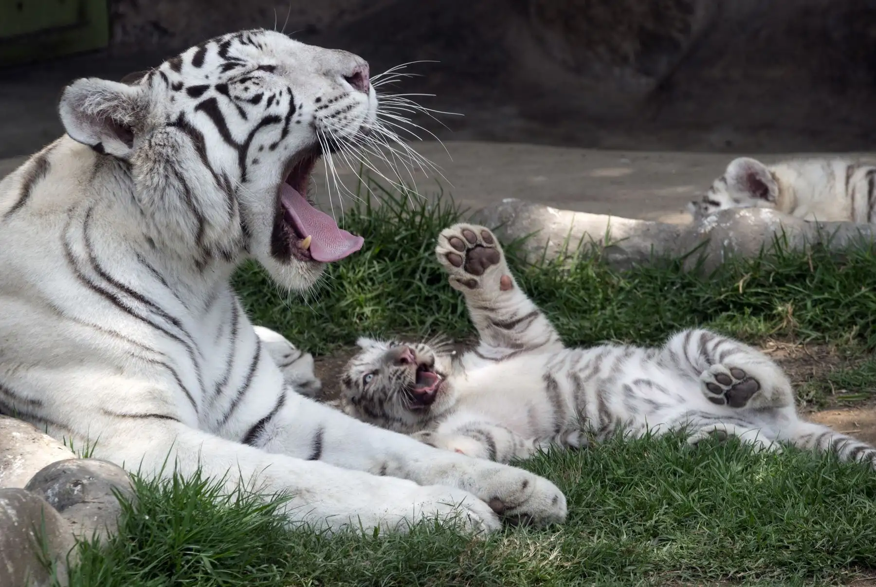 Clarita, una tigresa de Bengala blanca de doce años, nacida en cautiverio en Chile, y una de sus crías de nueve semanas, fotografiadas en el zoológico de Huachipa, en las afueras del este de Lima.Esto es la cuarta camada de Clarita y su compañera argentina Yunga, también residente del zoológico. El zoológico planea convocar un concurso público para encontrar nombres para los cachorros. AFP