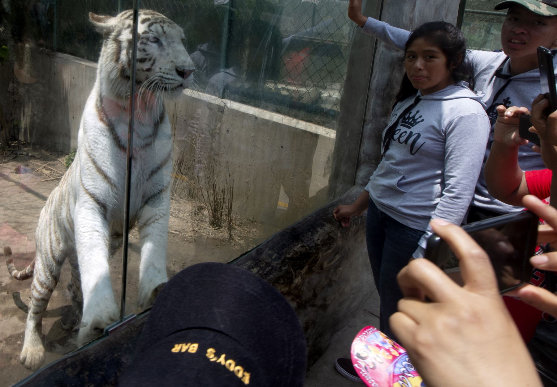 Civa, el tigre de Bengala blanco de cinco años, reacciona ante los visitantes del zoológico de Huachipa, donde nació, en las afueras del este de Lima. Civa es uno de los seis tigres de Bengala blancos adultos en el zoológico. Su especie, originaria del norte de la India, está clasificada como en peligro de extinción.
 AFP
