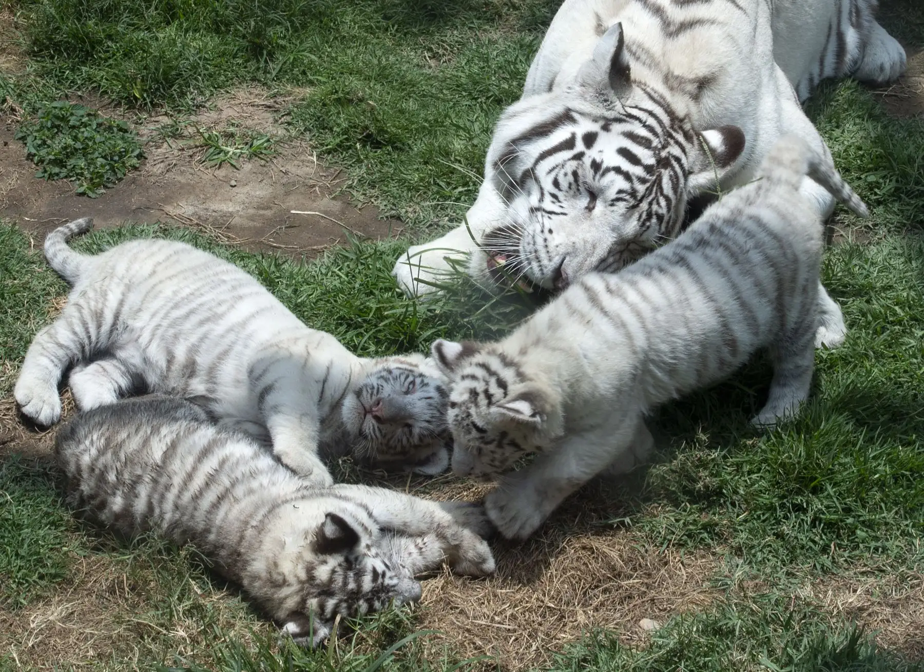 Clarita, una tigresa de Bengala blanca de doce años, nacida en cautiverio en Chile, y sus trillizos de nueve semanas de edad, fotografiadas en el zoológico de Huachipa, en las afueras del este de Lima. Esta es la Cuarta camada de Clarita y su compañera argentina Yunga, también residente del zoológico. El zoológico planea convocar un concurso público para encontrar nombres para los cachorros.
AFP