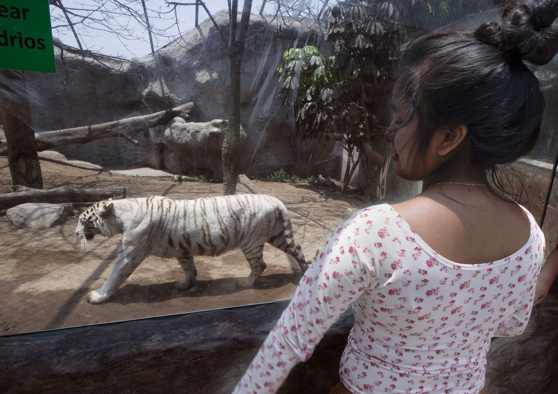 Una mujer mira a Civa, el tigre de Bengala blanco de cinco años de edad, en el zoológico de Huachipa, donde nació, en las afueras del este de Lima. Civa es uno de los seis tigres de Bengala blancos adultos en el zoológico. . Su especie, originaria del norte de la India, está clasificada como en peligro de extinción.
 AFP