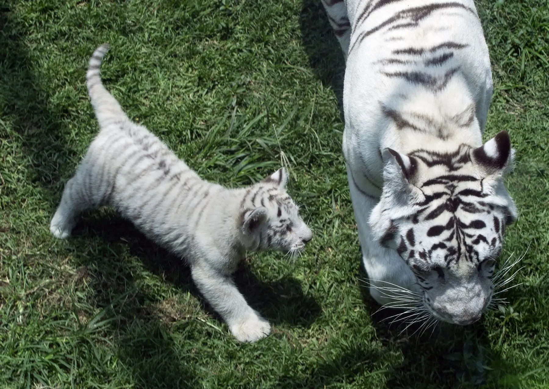Clarita, una tigresa de Bengala blanca de doce años, nacida en cautiverio en Chile, y una de sus crías de nueve semanas, fotografiadas en el zoológico de Huachipa, en las afueras del este de Lima-.Esto es la cuarta camada de Clarita y su compañera argentina Yunga, también residente del zoológico. El zoológico planea convocar un concurso público para encontrar nombres para los cachorros.
 AFP