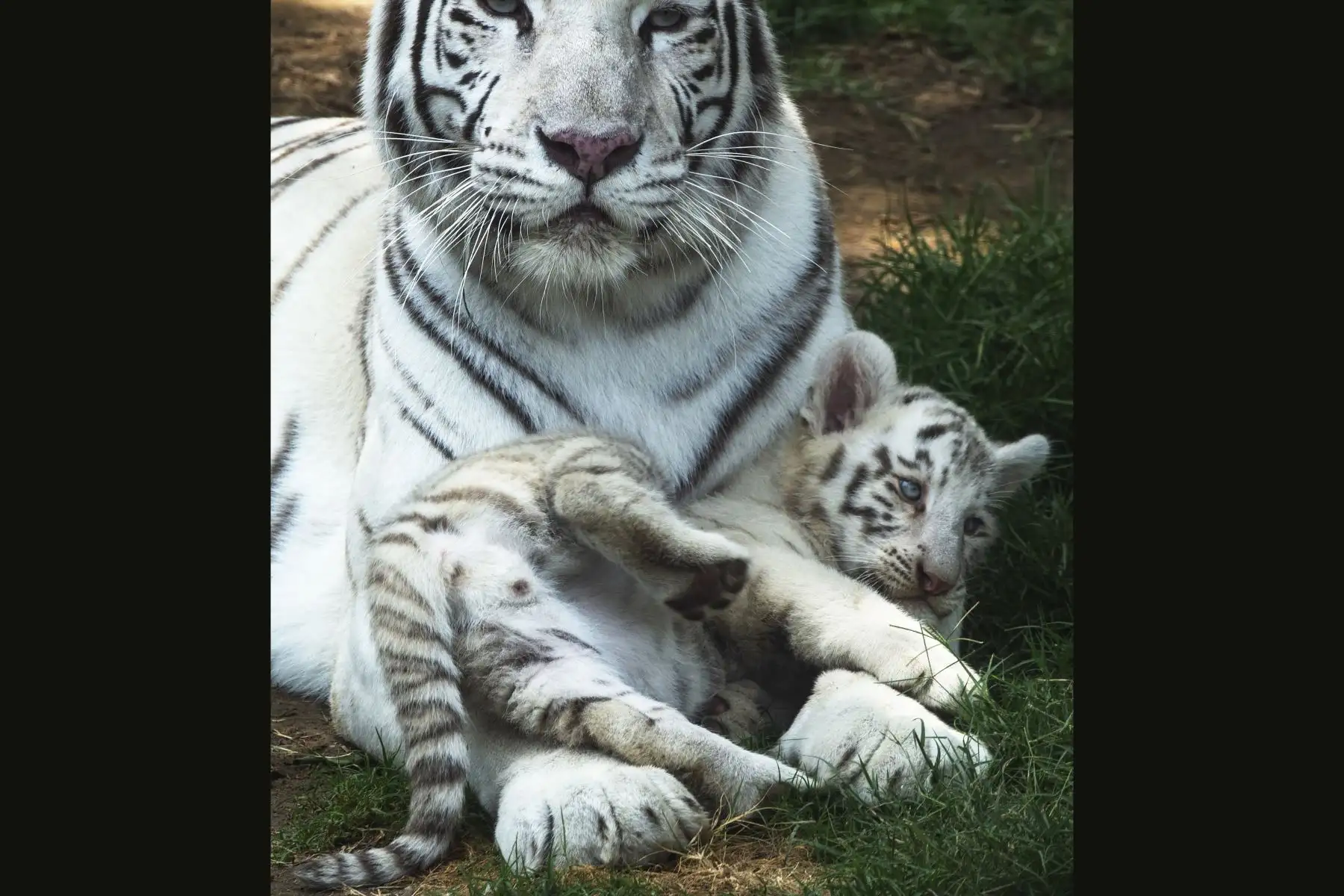 Clarita, una tigresa de Bengala blanca de doce años, nacida en cautiverio en Chile, y una de sus crías de nueve semanas, fotografiadas en el zoológico de Huachipa, en las afueras del este de Lima. Esto es la cuarta camada de Clarita y su compañera argentina Yunga, también residente del zoológico. El zoológico planea convocar un concurso público para encontrar nombres para los cachorros.
? (Foto por Cris BOURONCLE / AFP)