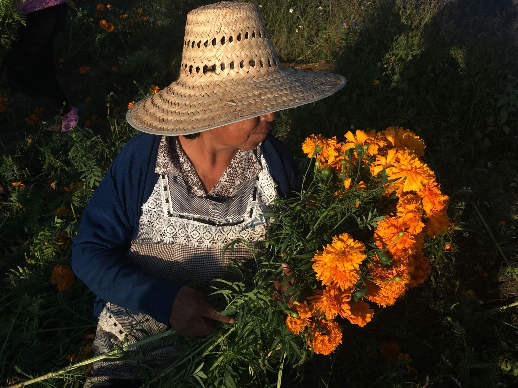 La encendida flor de cempasúchil inunda México para el Día de Muertos |  Noticias | Agencia Peruana de Noticias Andina