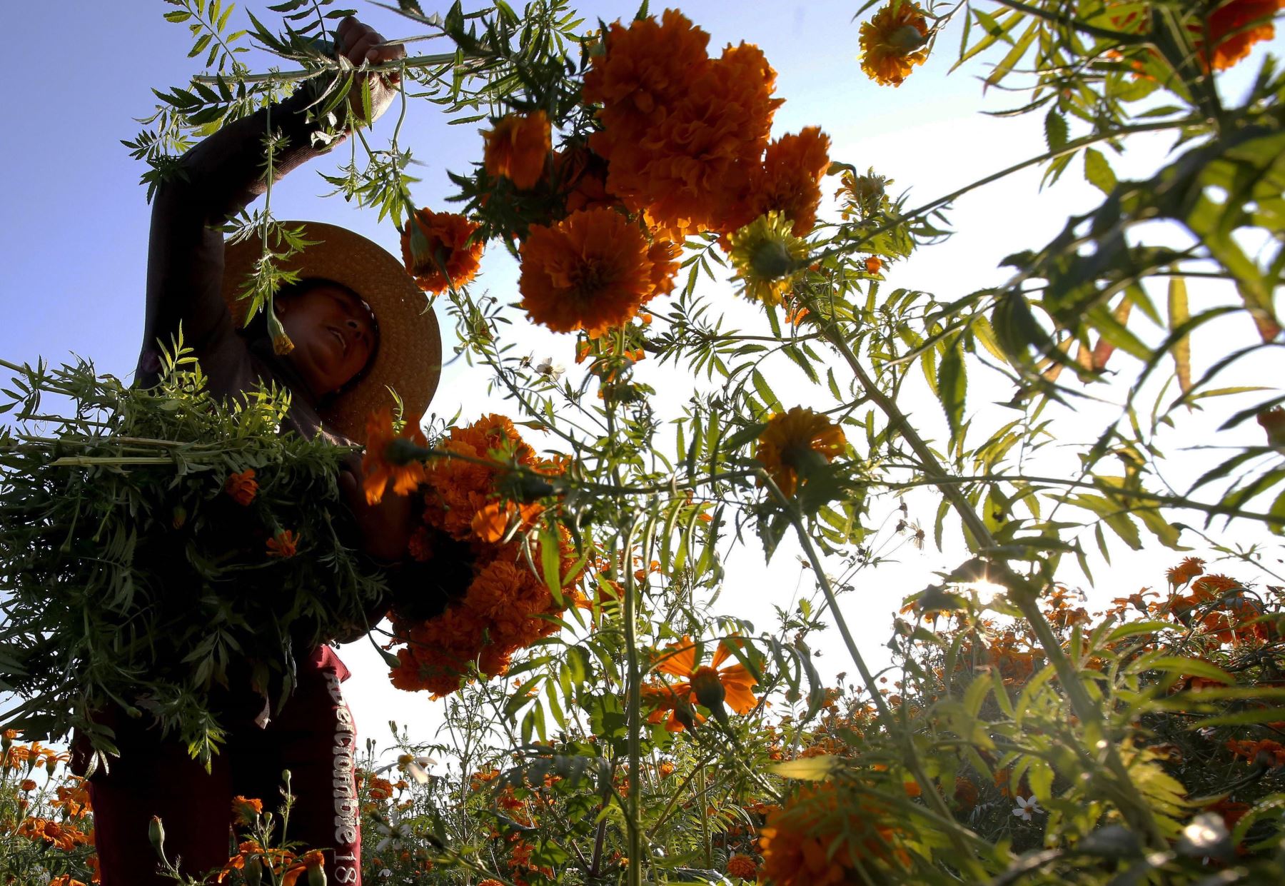 La encendida flor de cempasúchil inunda México para el Día de Muertos |  Noticias | Agencia Peruana de Noticias Andina