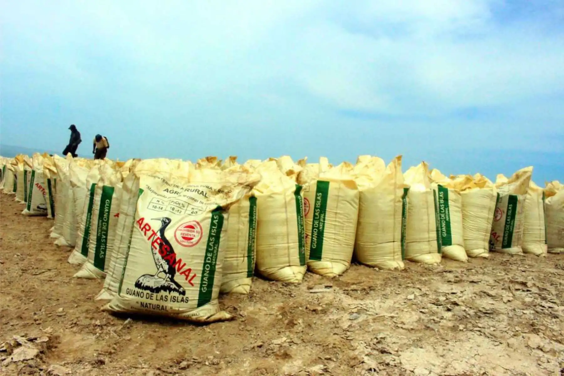 Minagri distribuye en Cajamarca 920 toneladas de guano de islas para impulsar cultivo de café y cacao.