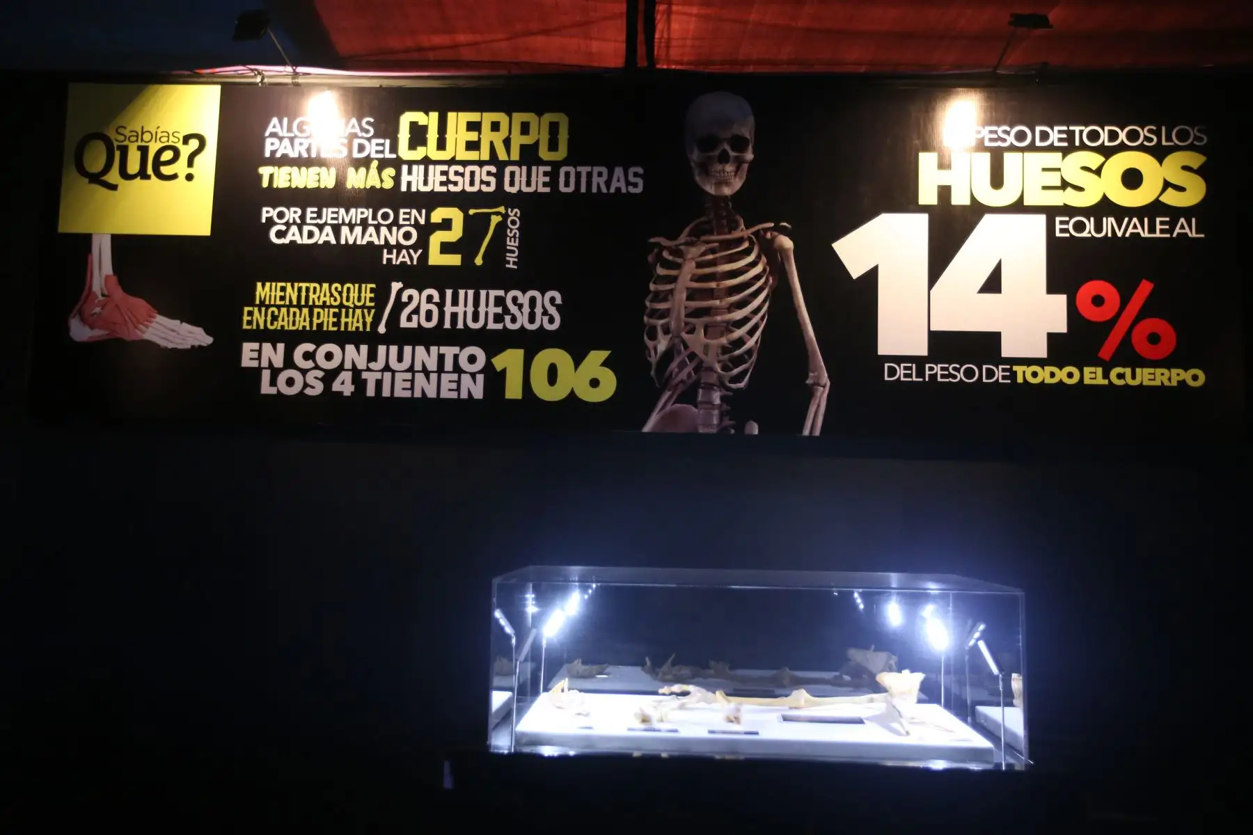 Exposición de Cuerpos Humanos en Jockey Plaza. Foto: ANDINA/Vidal Tarqui